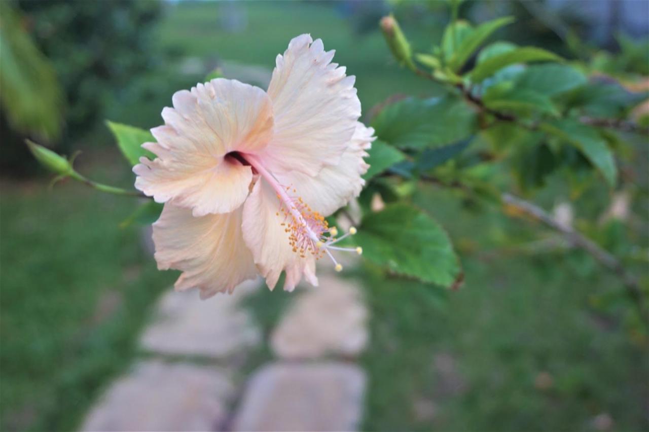 Lanka Beach Boutique Bungalows & Grand Villa Tangalle Ngoại thất bức ảnh